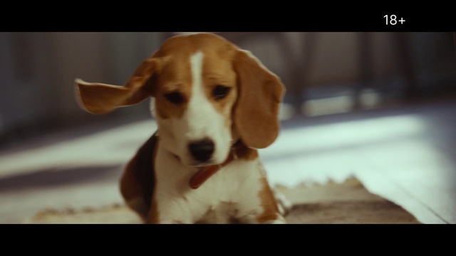 Video Reference: Dog, Carnivore, Companion dog, Dog breed, Liver, Hound, Snout, Whiskers, Working animal, Wood