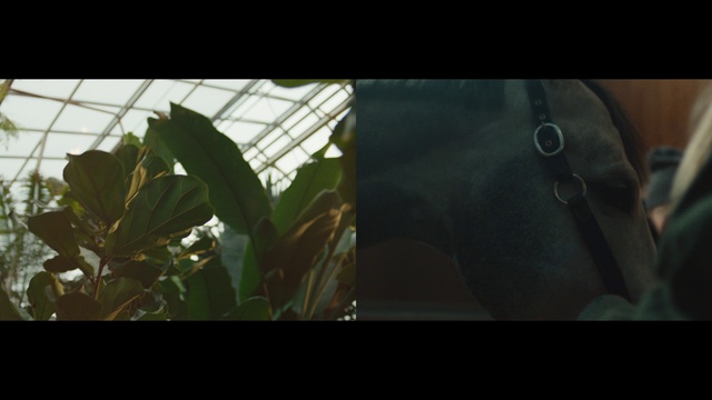 Video Reference: Plant, Window, Terrestrial plant, Tints and shades, Glass, Houseplant, Windshield, Darkness, Flower, Automotive window part
