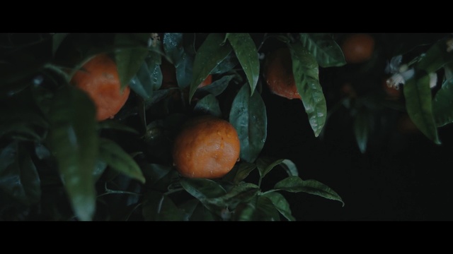 Video Reference: Valencia orange, Rangpur, Bitter orange, Clementine, Tangerine, Tangelo, Fruit, Plant, Mandarin orange, Citrus