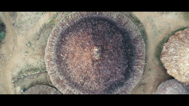 Video Reference: Eye, Plant, Tire, Automotive tire, Wood, Tree, Road surface, Trunk, Terrestrial plant, Grass