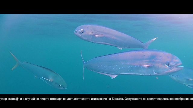 Video Reference: Liquid, Water, Fin, Fluid, Organism, Underwater, Fish, Marine biology, Electric blue, Marine mammal