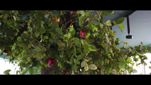 Video Reference: Plant, Petal, Flowering plant, Tints and shades, Fruit, Shrub, Apple, Rose family, Fruit tree, Produce