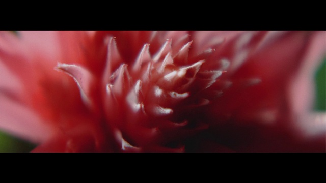 Video Reference: Flower, Plant, Organism, Petal, Gesture, Pink, Magenta, Tints and shades, Flowering plant, Cnidaria