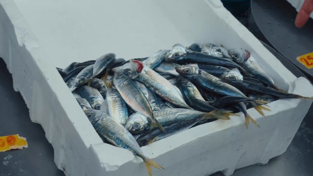 Video Reference: fish, seafood, catch, cooler, fresh, boat, market, pile, marine, fishing, raw, silver, baitfish, storage