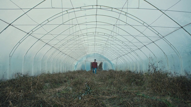Video Reference: Plant, People in nature, Sky, Natural landscape, Greenhouse, Grass, Agriculture, Terrestrial plant, Grass family, Grassland
