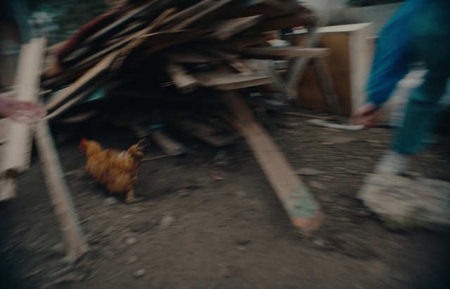 Video Reference: Dog, Chicken, Wood, Carnivore, Phasianidae, Fawn, Bird, Galliformes, Beak, Shorts