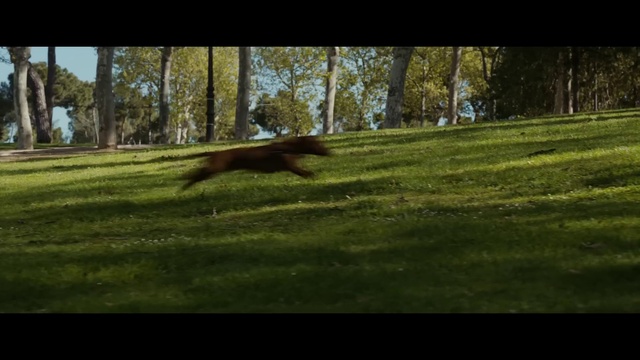 Video Reference: Plant, Tree, Wood, People in nature, Carnivore, Natural landscape, Grass, Fawn, Trunk, Window
