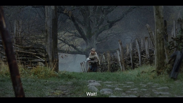 Video Reference: Plant, Branch, Natural landscape, Wood, Tree, Grass, Atmospheric phenomenon, Trunk, Woody plant, Landscape