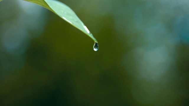 Video Reference: Water, Liquid, Plant, Terrestrial plant, Moisture, Grass, Dew, Drop, Twig, Macro photography