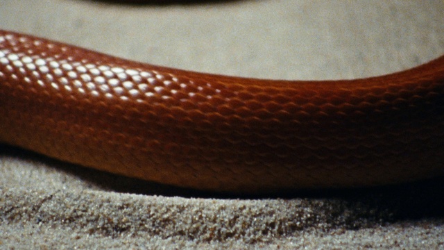 Video Reference: Shoe, Automotive tire, Wood, Tints and shades, Flowerpot, Synthetic rubber, Pattern, Human leg, Leather, Grille