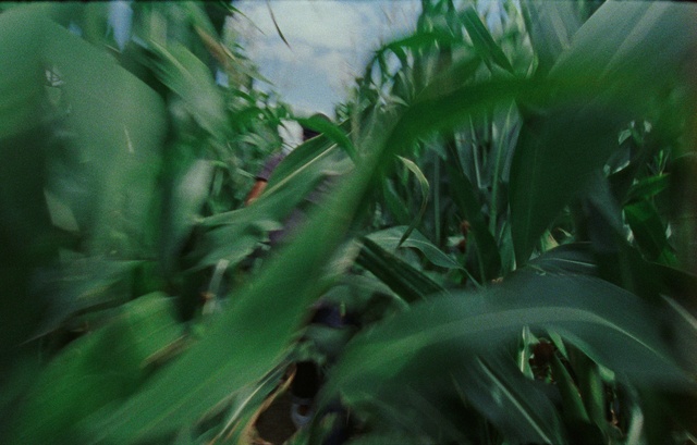 Video Reference: Banana leaf, Plant, Cloud, Terrestrial plant, Banana family, Grass, Arecales, Flowering plant, Agriculture, Sky