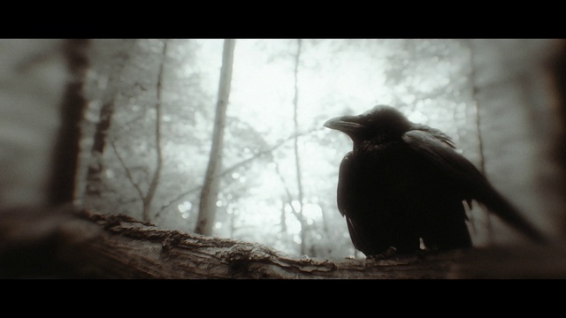 Video Reference: Bird, Atmosphere, Plant, Twig, Beak, Wood, Tree, Grey, Sky, Style