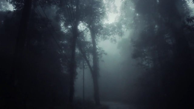 Video Reference: fog, forest, trees, mist, woodland, silhouette, nature, path, moody, atmospheric, dark, outdoors