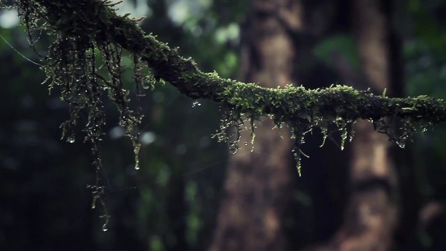 Video Reference: forest, moss, tree branch, nature, close-up, macro, moisture, green, woodland, shallow depth of field, blurred background, outdoor