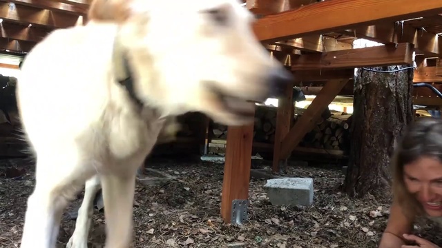 Video Reference: Working animal, Wood, Goat, Fawn, Goat-antelope, Dog breed, Sheep, Terrestrial animal, Snout, Livestock