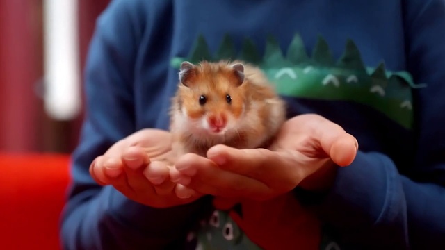 Video Reference: Hand, Gesture, Finger, Rodent, Fawn, Whiskers, Nail, Fur, Thumb, Muroidea