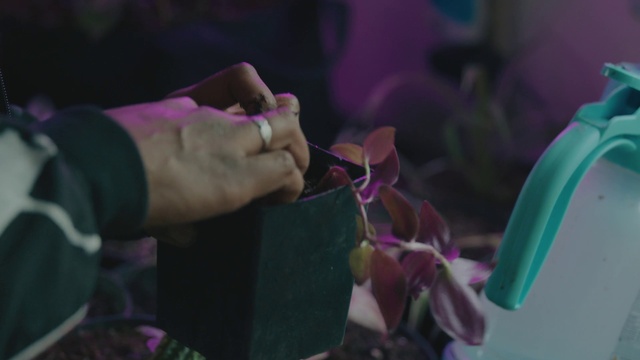 Video Reference: Hand, Purple, Plant, Petal, Gesture, Violet, Finger, Terrestrial plant, Nail, Magenta