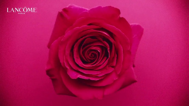 Video Reference: Flower, Plant, Petal, Hybrid tea rose, Pink, Violet, Rose, Garden roses, Magenta, Rosa × centifolia