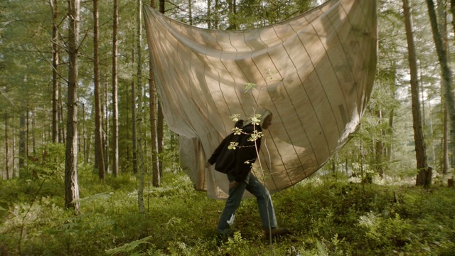 Video Reference: Plant, Tree, People in nature, Wood, Grass, Trunk, Terrestrial plant, Art, Forest, Shade