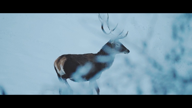 Video Reference: Deer, Organism, Fawn, Terrestrial animal, Snow, Tail, Electric blue, Painting, Slope, Wildlife