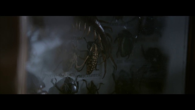 Video Reference: Twig, Tints and shades, Art, Event, Darkness, Midnight, Insect, Visual arts, Glass, Forest