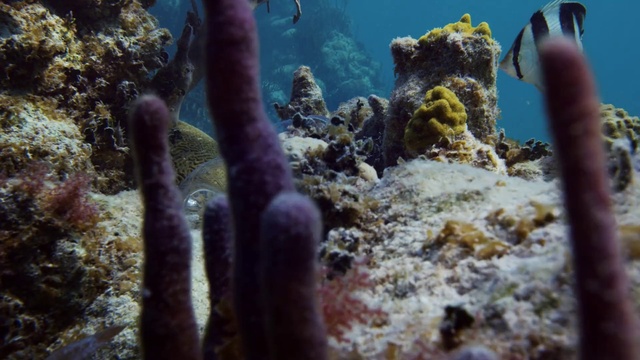 Video Reference: Water, Underwater, Fluid, Marine biology, Coral, Reef, Stony coral, Fish supply, Algae, Coral reef
