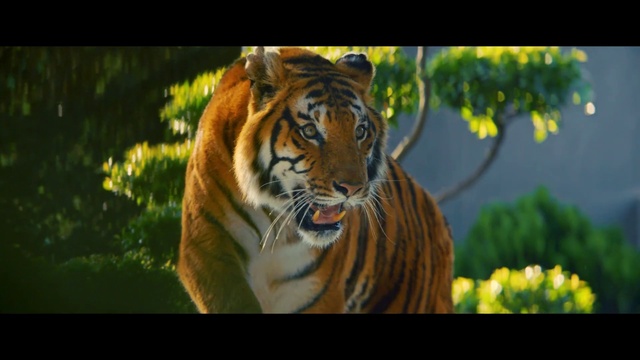 Video Reference: Bengal tiger, Siberian tiger, Tiger, Felidae, Vertebrate, Plant, Carnivore, Human body, Organism, Whiskers