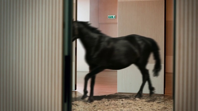 Video Reference: Horse, Window, Liver, Wood, Working animal, Building, Mane, Horse supplies, Terrestrial animal, Tints and shades