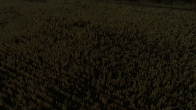 Video Reference: Wood, Agriculture, Flooring, Grassland, Rectangle, Grass family, Grass, Horizon, Prairie, Pattern