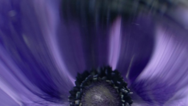 Video Reference: Colorfulness, Plant, Flower, Purple, Petal, Violet, Flash photography, Tints and shades, Electric blue, Annual plant