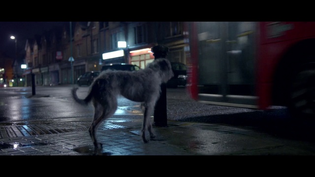 Video Reference: Dog, Dog breed, Carnivore, Working animal, Companion dog, Tail, Building, Canidae, Sporting Group, Road surface