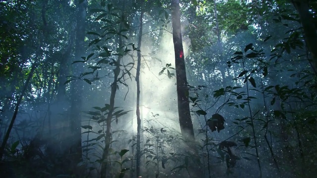 Video Reference: Plant, Atmosphere, Tree, Wood, Branch, People in nature, Natural landscape, Twig, Terrestrial plant, Trunk