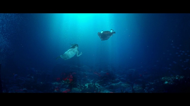 Video Reference: Water, Underwater diving, Blue, Underwater, Fluid, Organism, Marine biology, Fin, Electric blue, Recreation