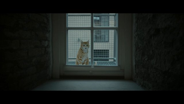 Video Reference: cat, tabby, window, interior, hallway, pet, looking in, indoor, outdoor, stone wall, apartment, moody, low light