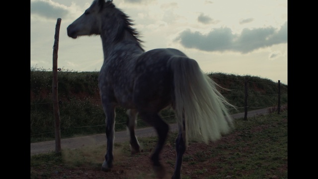Video Reference: Horse, Sky, Cloud, Liver, Natural landscape, Grassland, Terrestrial animal, Grass, Landscape, Working animal