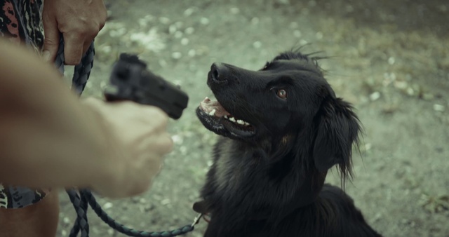 Video Reference: Dog, Jaw, Carnivore, Gesture, Dog breed, Companion dog, Snout, Working animal, Fur, Sporting Group