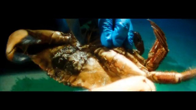 Video Reference: Organism, Arthropod, Underwater, Marine biology, Decapoda, Electric blue, Invertebrate, Crustacean, Aquarium, Macro photography