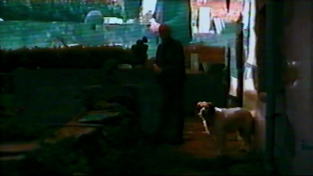 Video Reference: Dog, Carnivore, Dog breed, Working animal, Fawn, Companion dog, Grass, Event, Sporting Group, Art