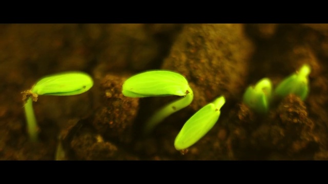 Video Reference: Plant, Botany, Terrestrial plant, Organism, Natural landscape, Underwater, Marine biology, Aquatic plant, Non-vascular land plant, Grass
