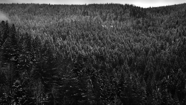Video Reference: Sky, Plant community, Natural landscape, Wood, Plant, Black-and-white, Grey, Style, Grass, Grassland