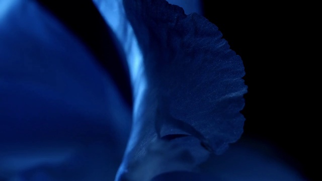 Video Reference: Eye, Blue, Petal, Tints and shades, Sky, Electric blue, Flowering plant, Plant, Darkness, Macro photography