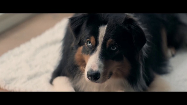 Video Reference: Dog, Carnivore, Dog breed, Whiskers, Companion dog, Snout, Herding dog, Sporting Group, Canidae, Terrestrial animal