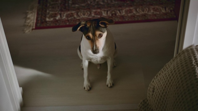 Video Reference: Dog, Dog breed, Drinkware, Carnivore, Dishware, Fawn, Companion dog, Snout, Sporting Group, Working animal