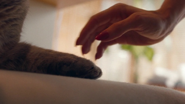 Video Reference: Hand, Gesture, Finger, Thumb, Nail, Wrist, Cat, Tints and shades, Blood vessel, Comfort