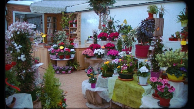 Video Reference: Flower, Plant, Flowerpot, Houseplant, Petal, Flower Arranging, Bouquet, Artificial flower, Market, Annual plant