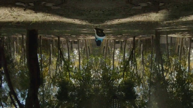 Video Reference: Water, Plant, Branch, Wood, Grass, Watercourse, Natural landscape, Tints and shades, Grass family, Landscape