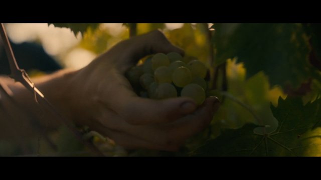 Video Reference: grapes, vineyard, harvest, hands, agriculture, fruit, close-up, nature, sunlight, organic, farming, produce, outdoor, green leaves
