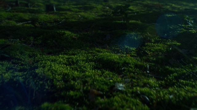 Video Reference: Natural landscape, Terrestrial plant, Aquatic plant, Groundcover, Landscape, Grassland, Grass, Meadow, Forest, Hill