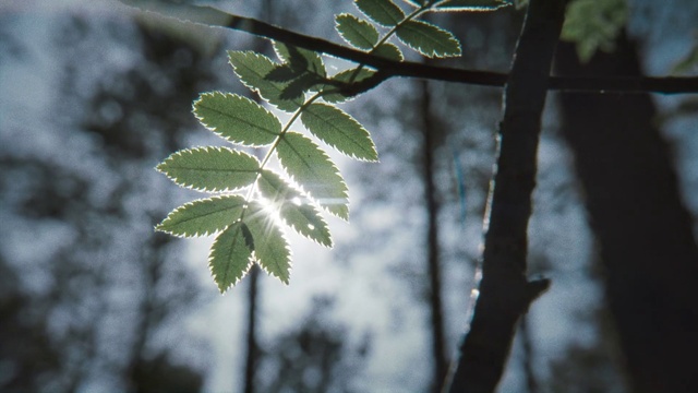 Video Reference: Twig, Plant, Branch, Terrestrial plant, Sunlight, Snow, Woody plant, Freezing, Wood, Forest