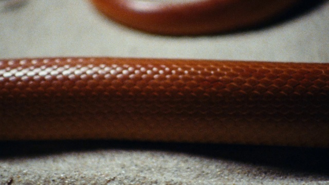 Video Reference: Wood, Eyelash, Tints and shades, Electric blue, Close-up, Wool, Peach, Thread, Fashion accessory, Carmine